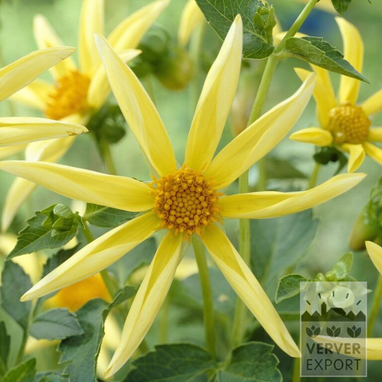 Dahlia op pot Honka Geel (30005)