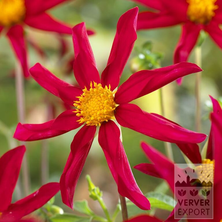 Dahlia op pot Honka Rood (30006)