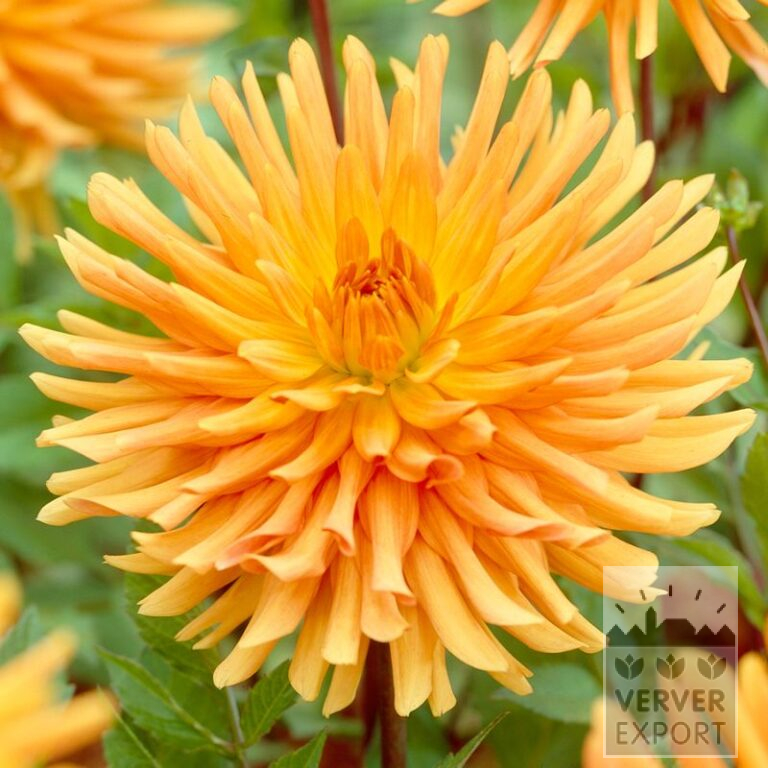 Dahlia op pot 'Ludwig Helfert' (30008)