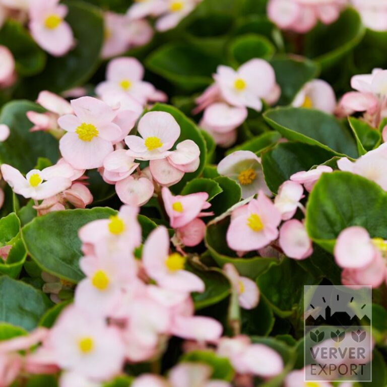 Begonia op pot semperflorens 'Apple Blossom' (30016)