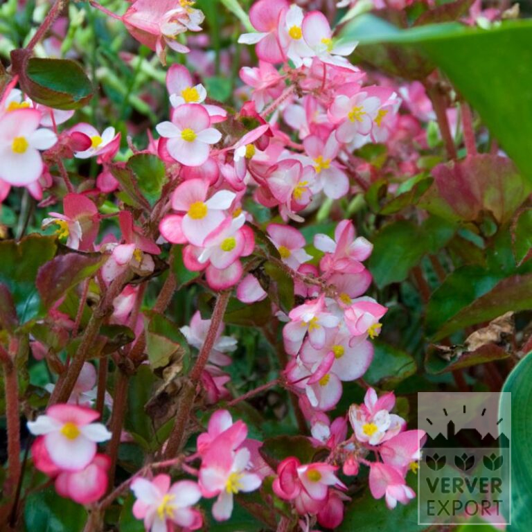 Begonia op pot 'Braveheart'® Rose Bicolor (30017)