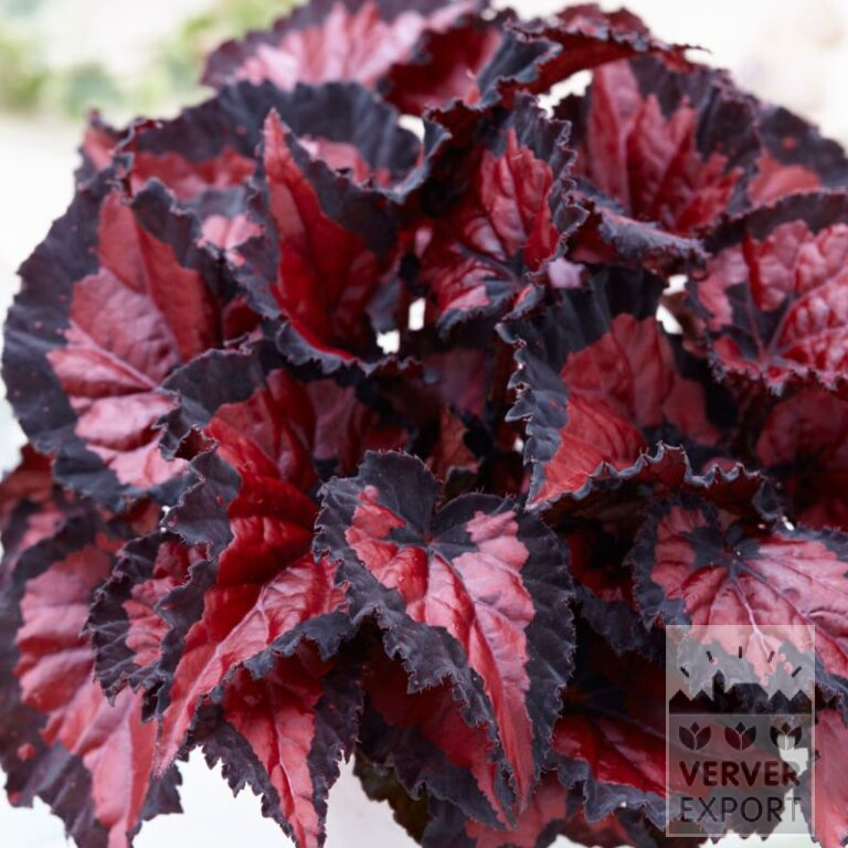 Begonia op pot Rex Beleaf 'Inca Night' (30018)