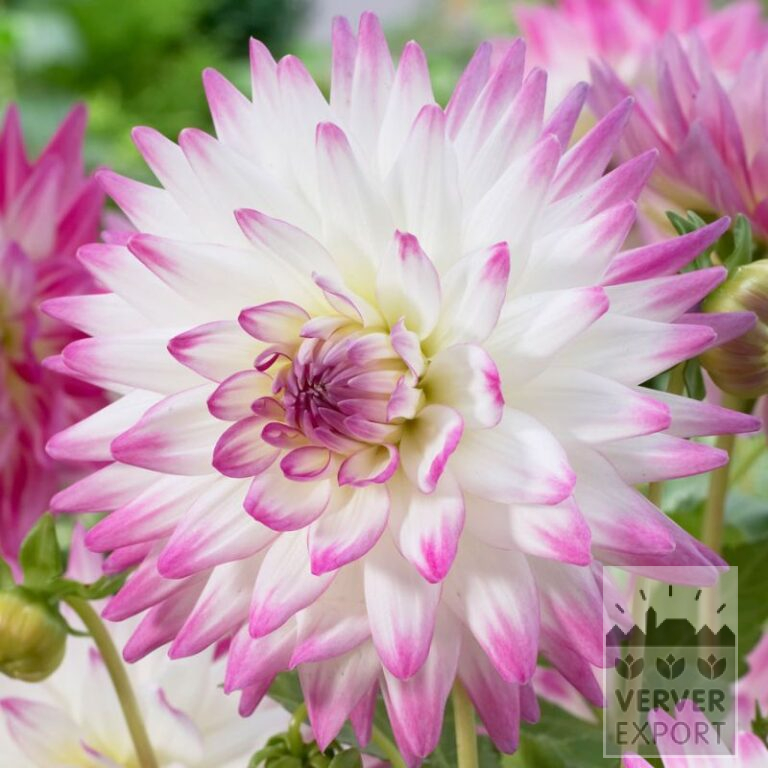 Dahlia op pot 'Jura' (30021)