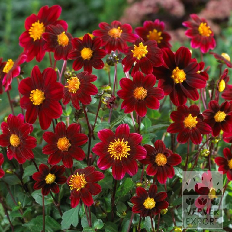 Dahlia op pot Topmix Purple (30022)