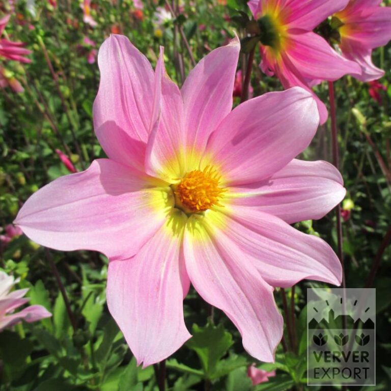 Dahlia op pot Bio 'Delta' (30025)