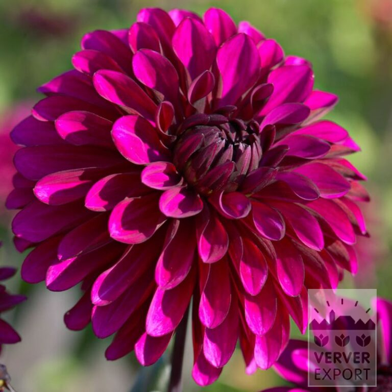 Dahlia op pot 'Purple Flame' (30026)