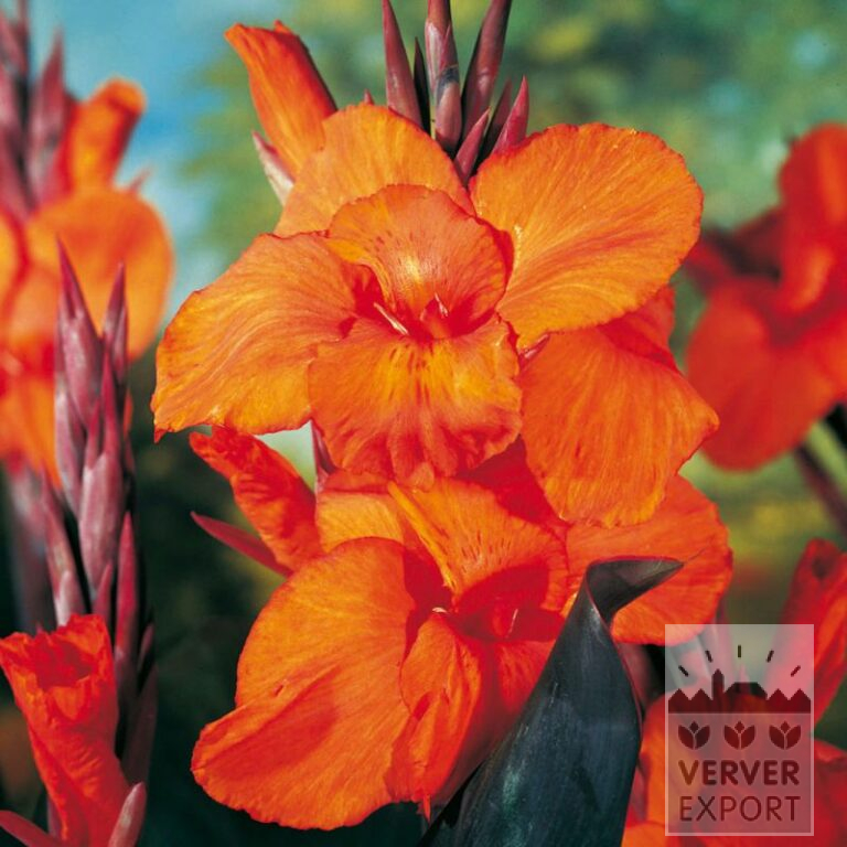 Canna op pot 'Pacific Beauty' (30027)