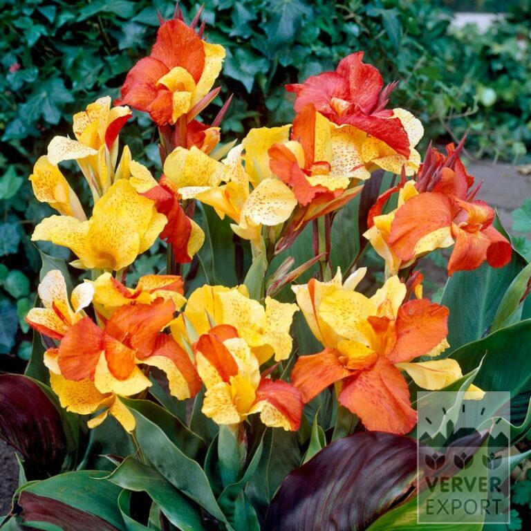 Canna op pot 'Cleopatra' (30028)