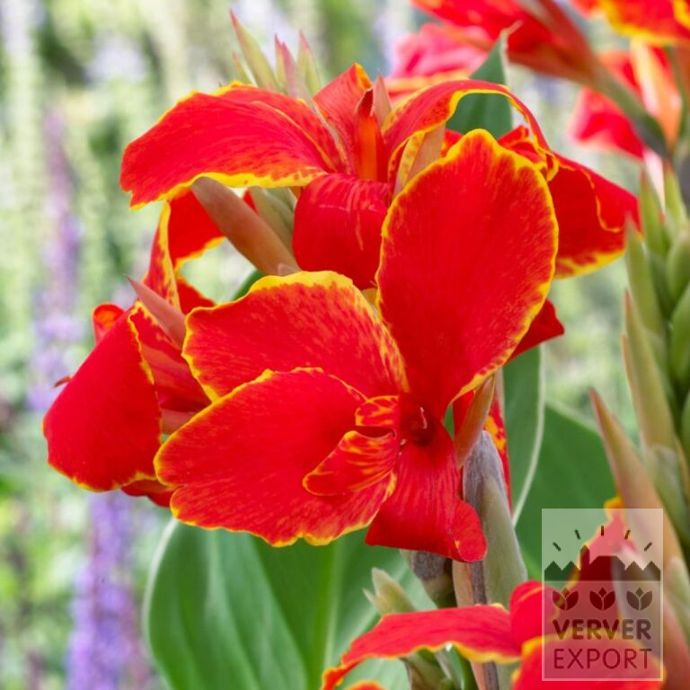 Canna op pot 'Madeira' (30030)