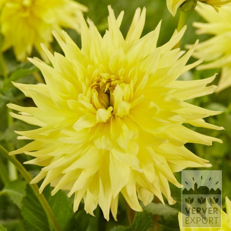 Dahlia op pot 'Inland Dynasty' (30033)