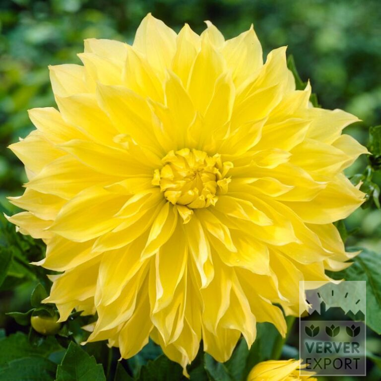 Dahlia op pot 'Kelvin Floodlight' (30034)