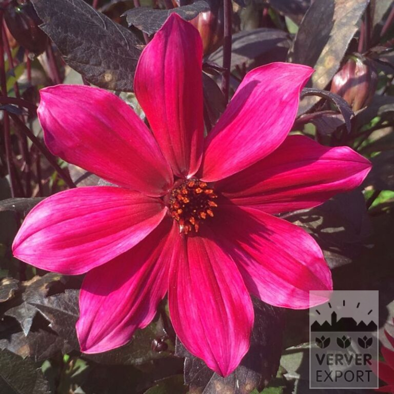 Dahlia op pot 'Pride One' (30035)