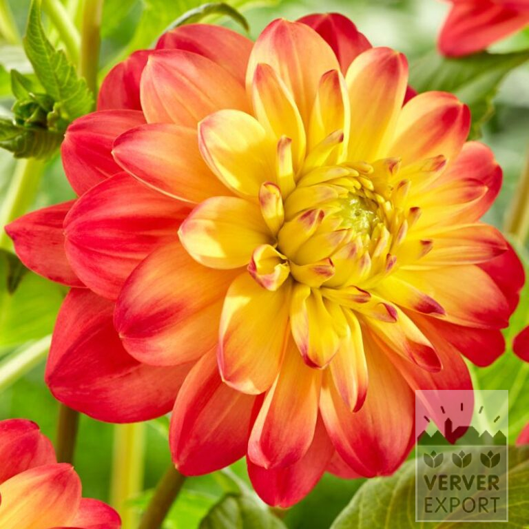 Dahlia op pot 'Princess Erika' (30036) - Afbeelding 2