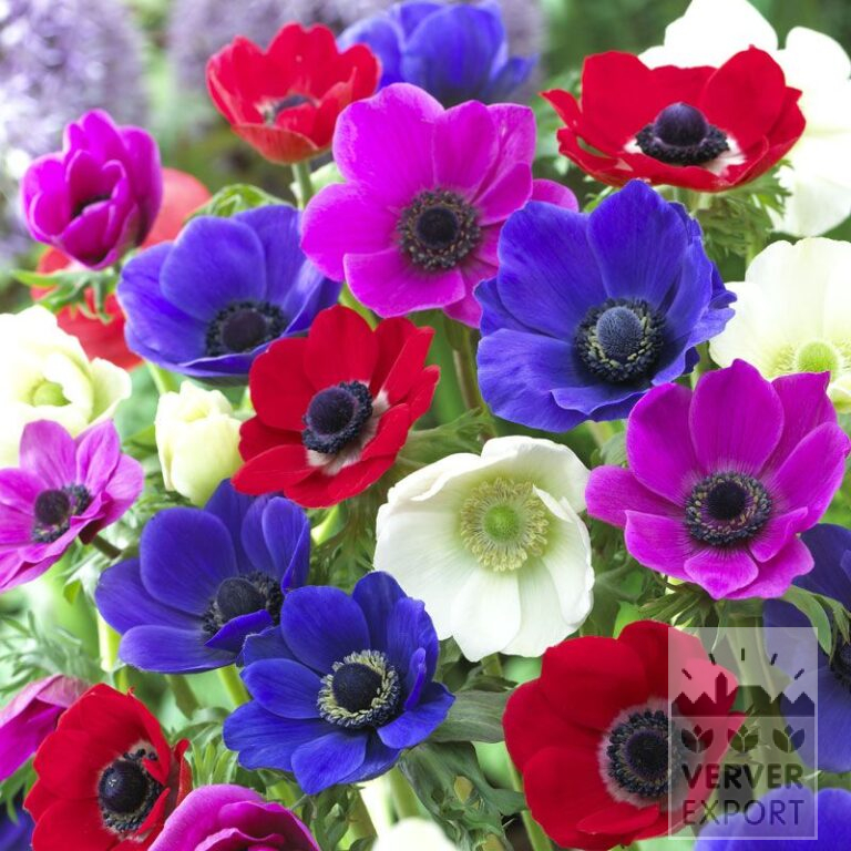 Anemone De Caen gemengd (36016)