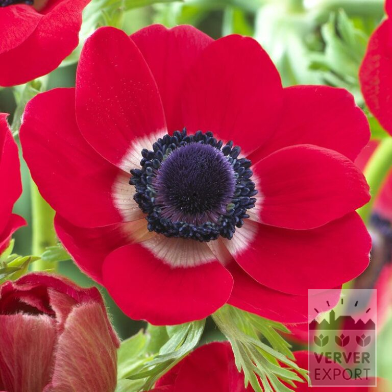 Anemone De Caen 'Hollandia' (36017)