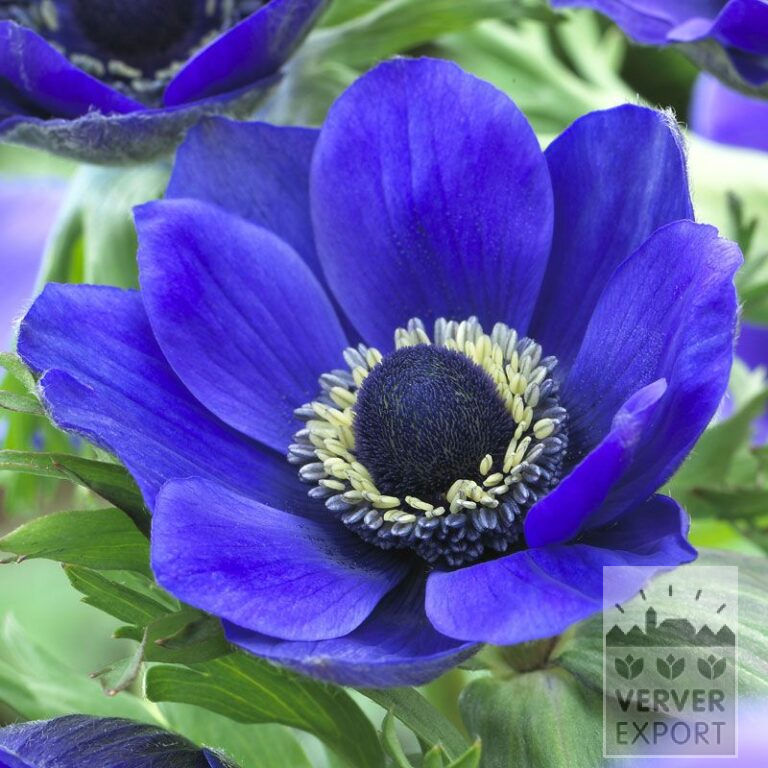 Anemone De Caen 'Mr. Fokker' (36018)