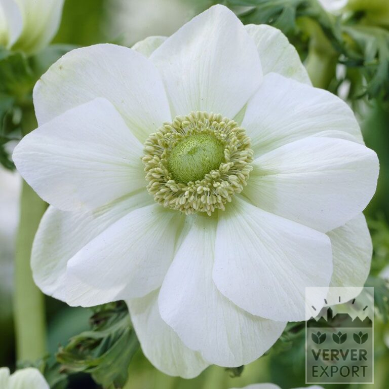 Anemone De Caen 'The Bride' (36019)