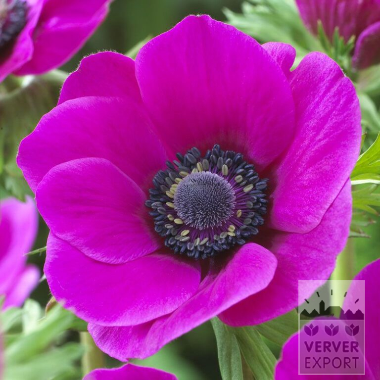 Anemone De Caen 'Sylphide' (36020)