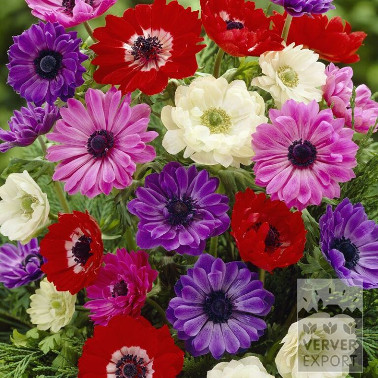 Anemone St. Brigitte gemengd (36021)