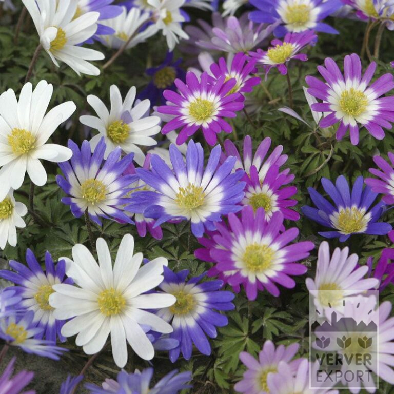 Anemone blanda gemengd (36022)
