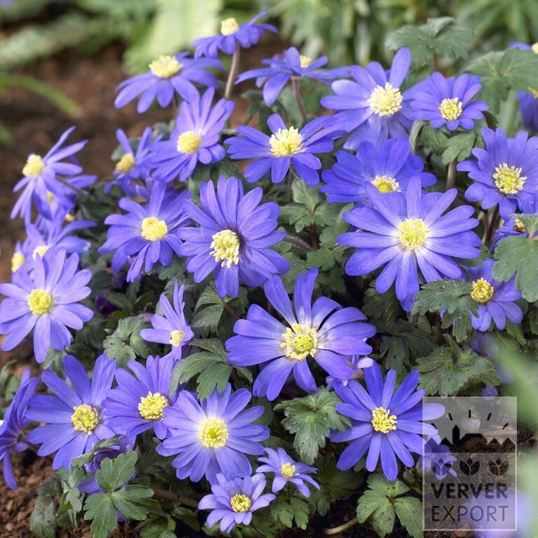 Anemone blanda blauw (36023)