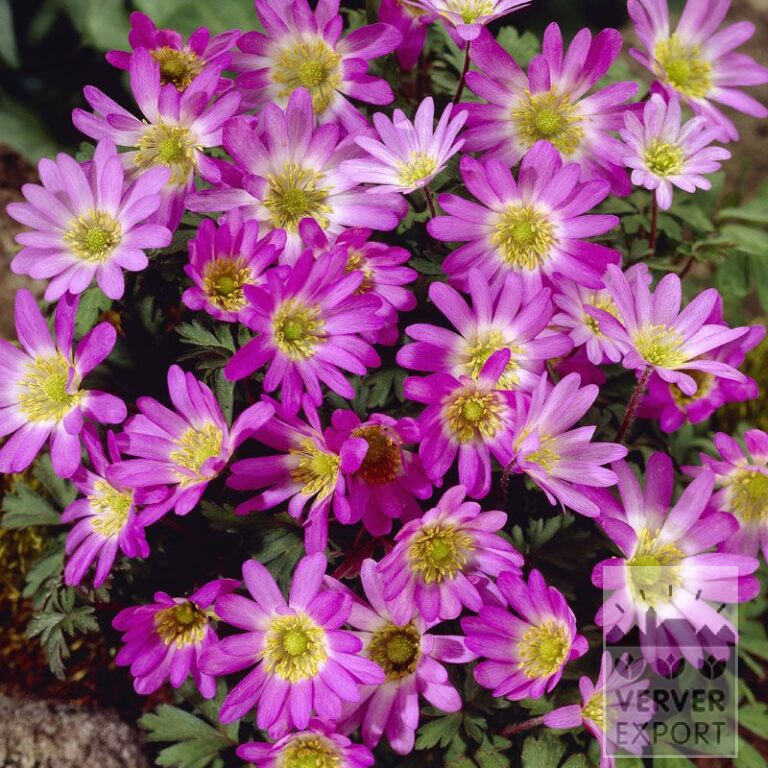 Anemone blanda 'Charmer' (36024)