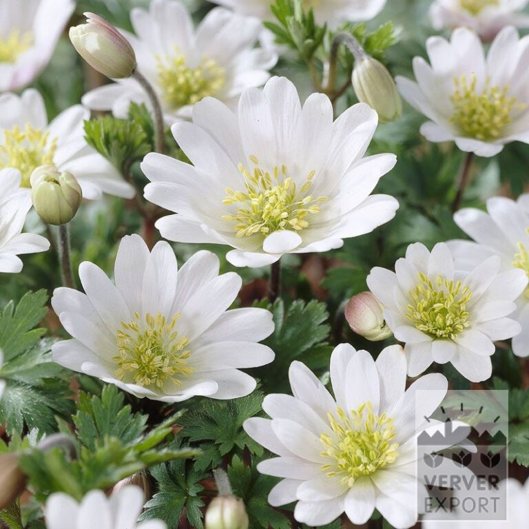 Anemone blanda 'White Splendour' (36025)