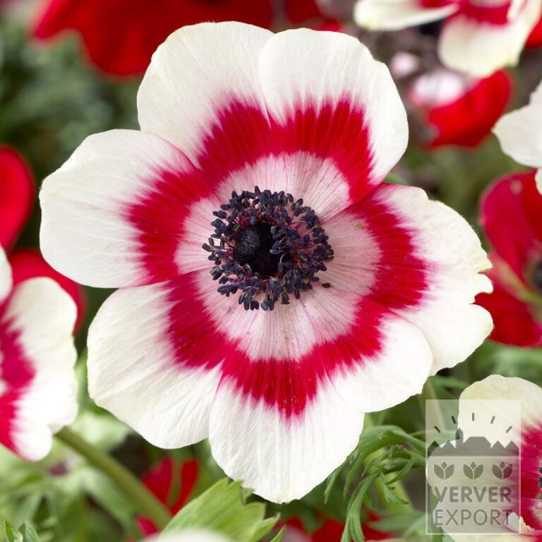 Anemone De Caen bicolor (36026)