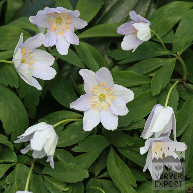 Anemone nemorosa (36027)