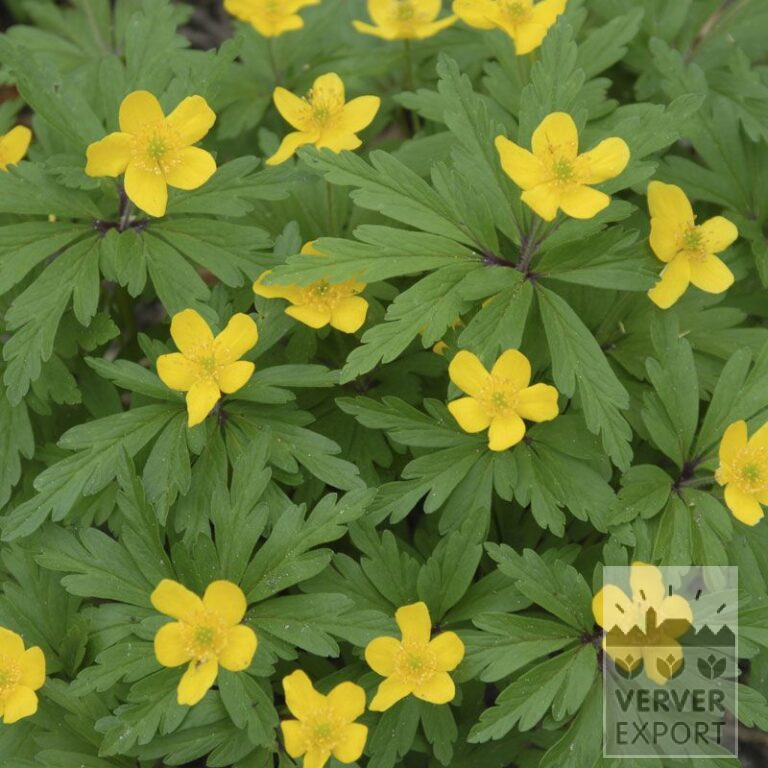 Anemone ranunculoides (36029)