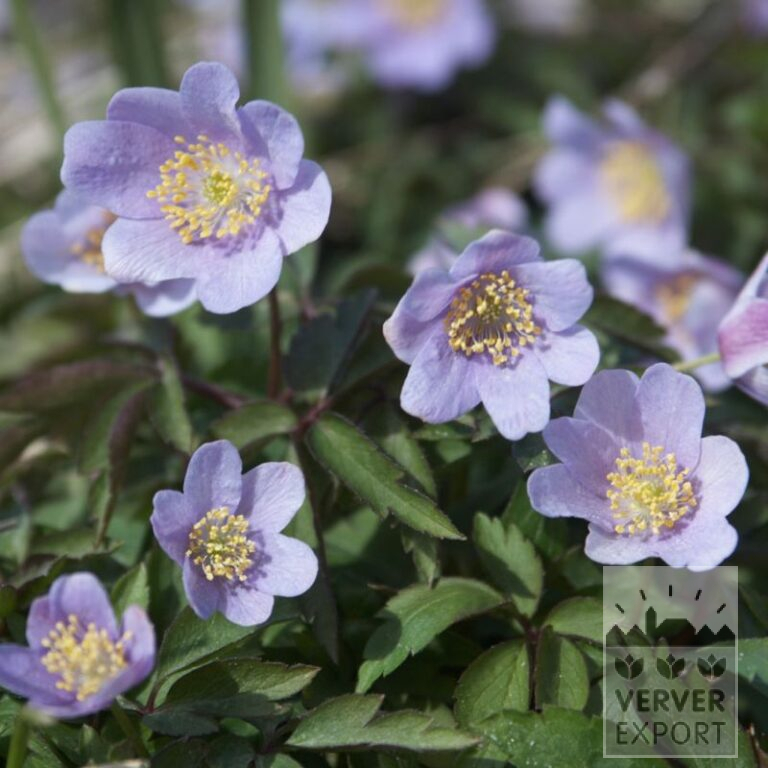 Anemone nemorosa 'Robinsoniana' (36030)