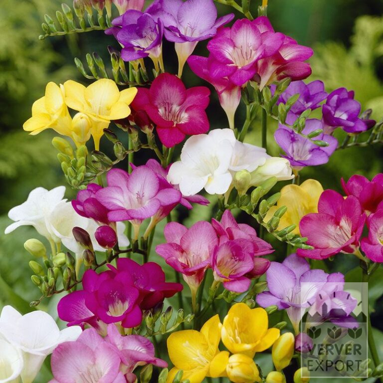 Freesia Gemengd (36049)