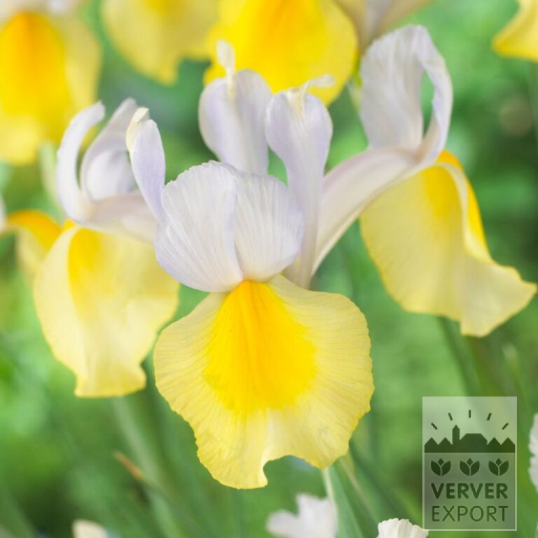 Hollandse Iris 'Apollo' (36062)