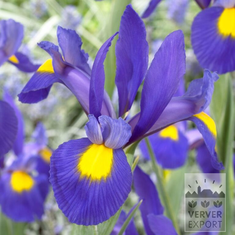 Hollandse Iris 'Blue Magic' (36063)