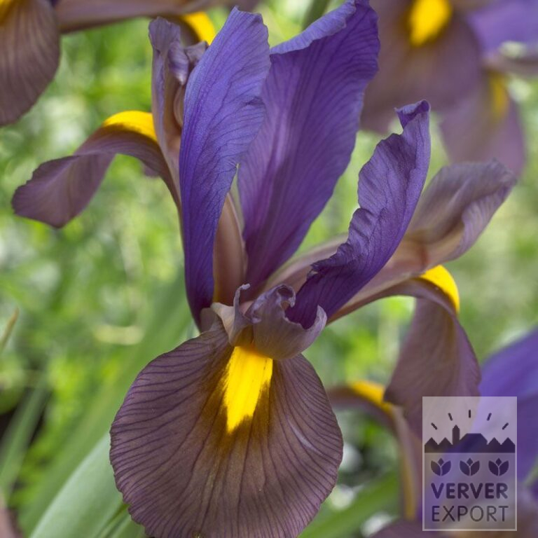 Hollandse Iris 'Eye of the Tiger' (36064)