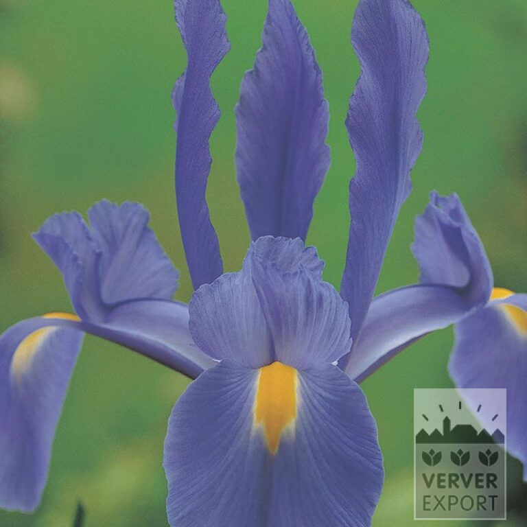 Hollandse Iris 'Telstar' (36066)