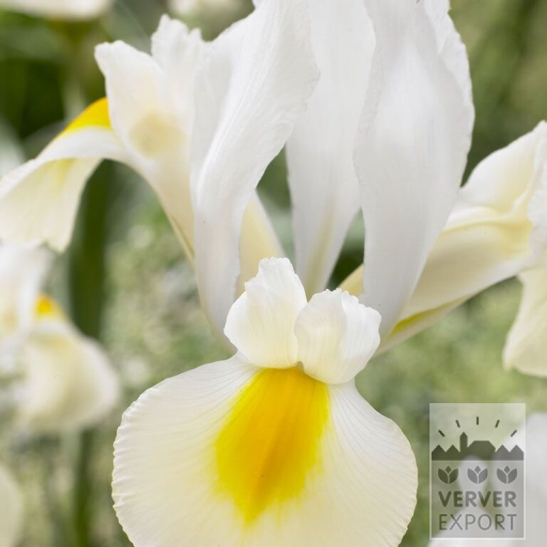 Hollandse Iris 'Saturnus' (36067)