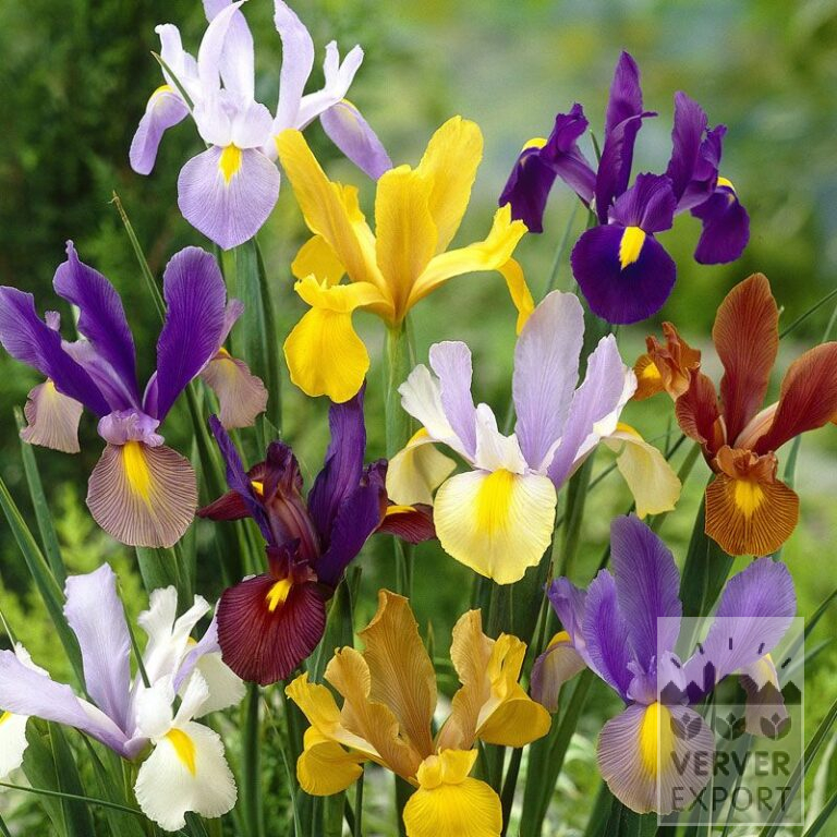 Hollandse Iris Gemengd (36068)