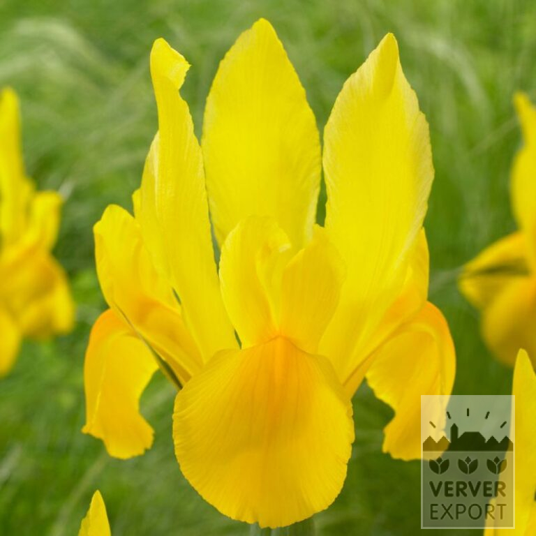 Hollandse Iris 'Strongold' (36070)