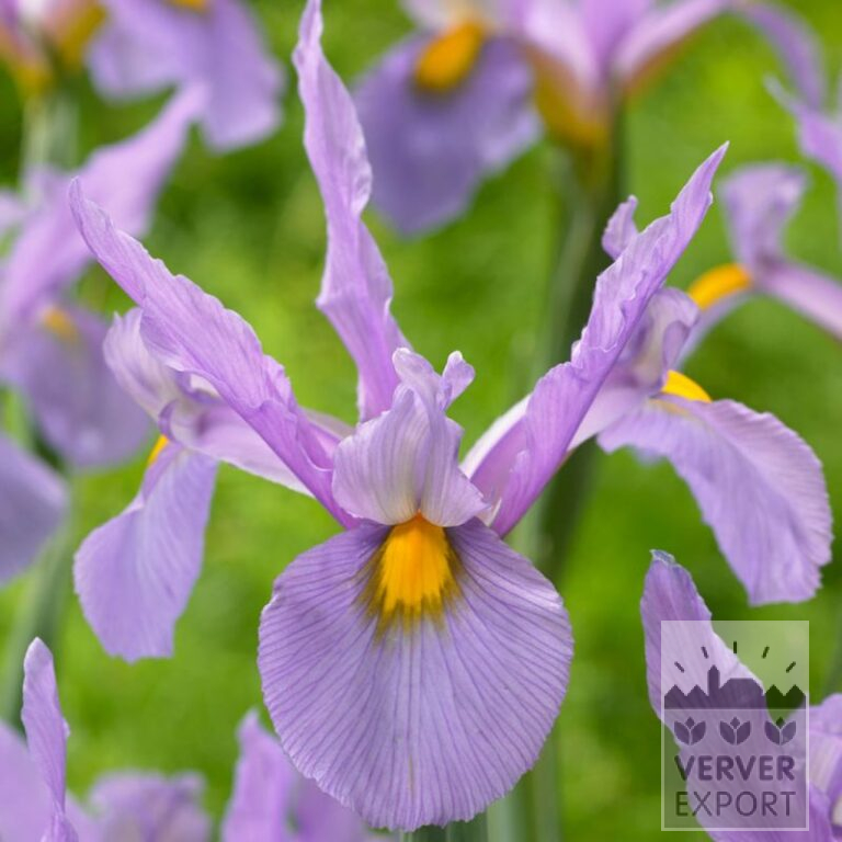 Hollandse Iris 'Pink Panther' (36071)