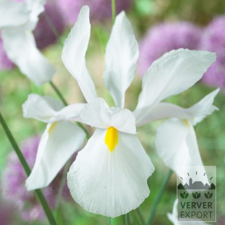 Hollandse Iris 'Casablanca' (36073)