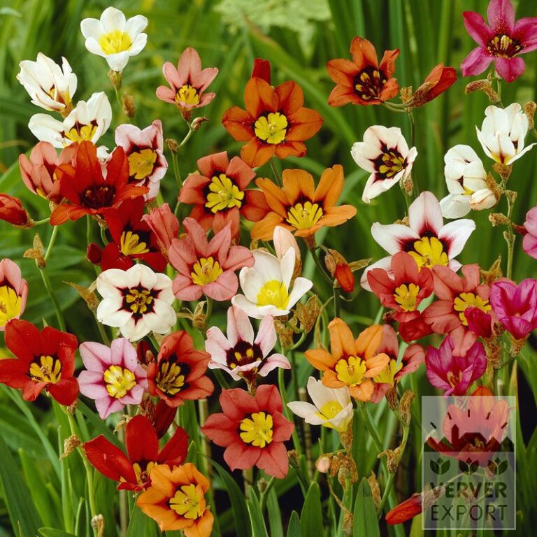 Sparaxis tricolor (36107)