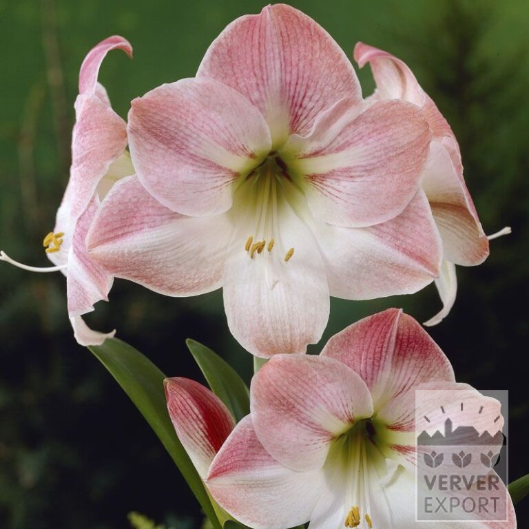 Amaryllis - binnencultuur 'Apple Blossom' (36110)