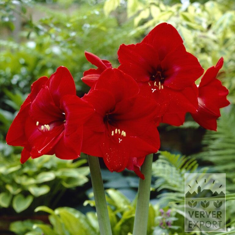 Amaryllis - binnencultuur 'Red Lion' (36114)