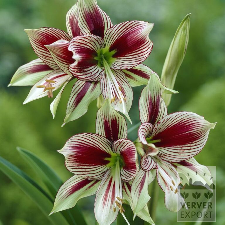 Amaryllis - binnencultuur 'Papillon' (36119)