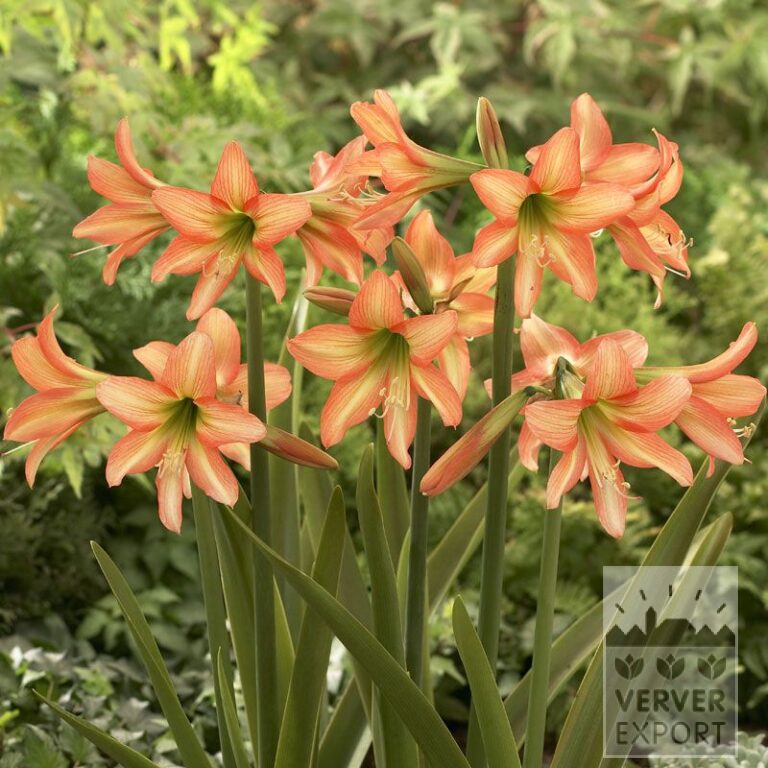 Amaryllis sonatini 'Veneto' (36120)