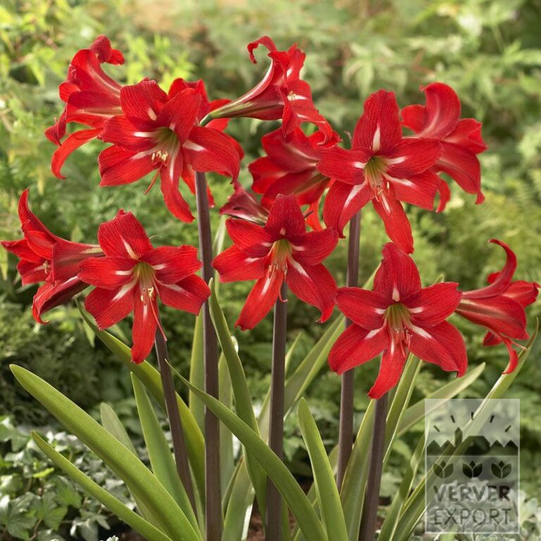 Amaryllis sonatini 'Balentino' (36121)