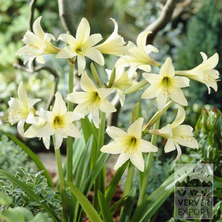Amaryllis sonatini 'Helios' (36122)