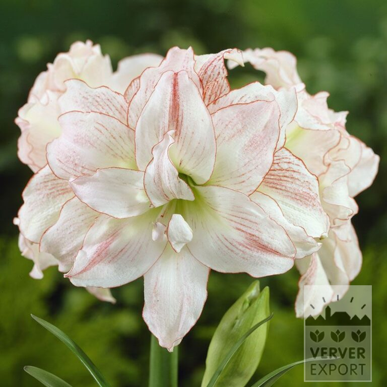 Amaryllis - binnencultuur dubbel  'Aphrodite' (36131)