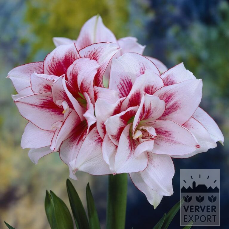 Amaryllis - binnencultuur dubbel 'Elvas' (36133)